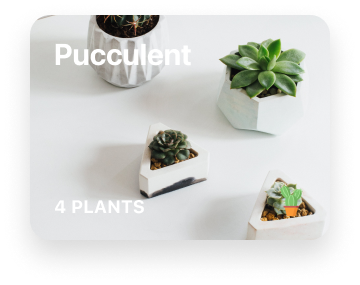 Pucculent